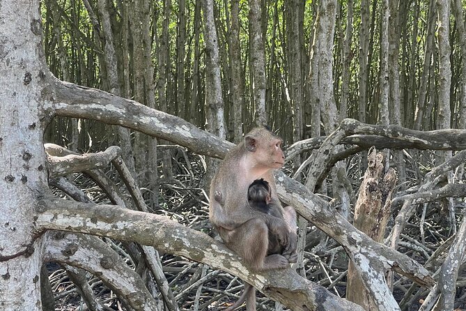 Can Gio Mangroves - Monkey Island by Motorbike and Scooter - Monkey Island and its macaque residents