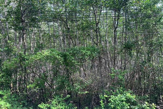 Can Gio Mangroves - Monkey Island by Motorbike and Scooter - Who will enjoy this day most