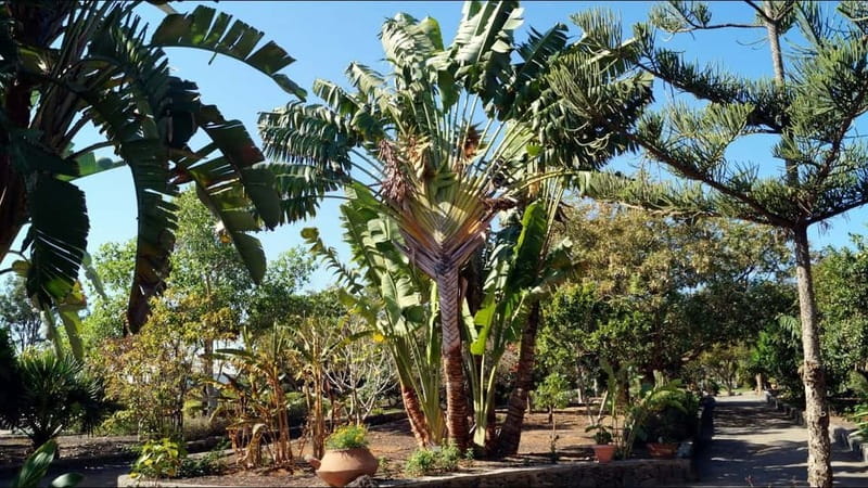 e-Scooter City Tour + Camel Ride inside Maspalomas Dunes - Who will enjoy this best
