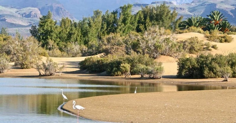 e-Scooter City Tour + Camel Ride inside Maspalomas Dunes - How much value you get for $104