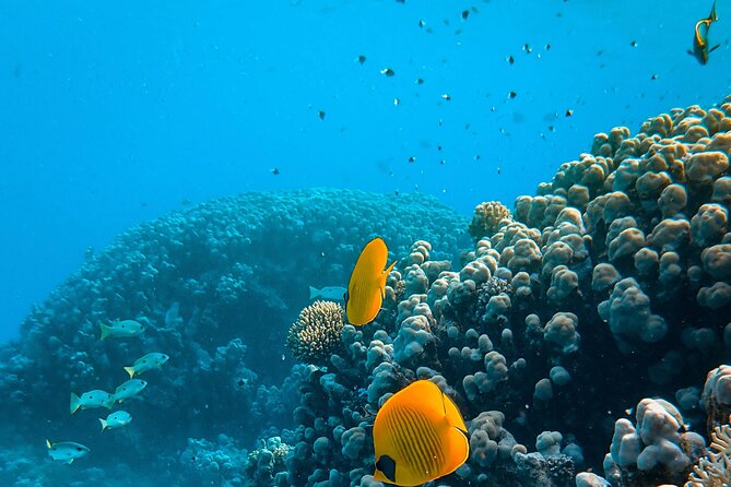 E-Scooter Snorkel With Photo and Video At Turtle Town - Turtle Town’s marine life