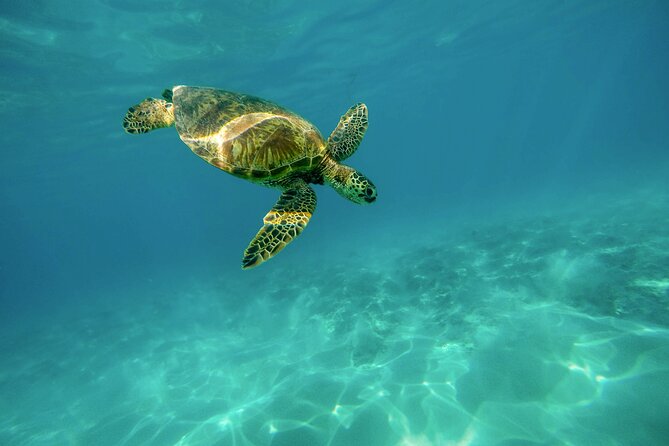 E-Scooter Snorkel With Photo and Video At Turtle Town - Photos and video: worth the extra cost?