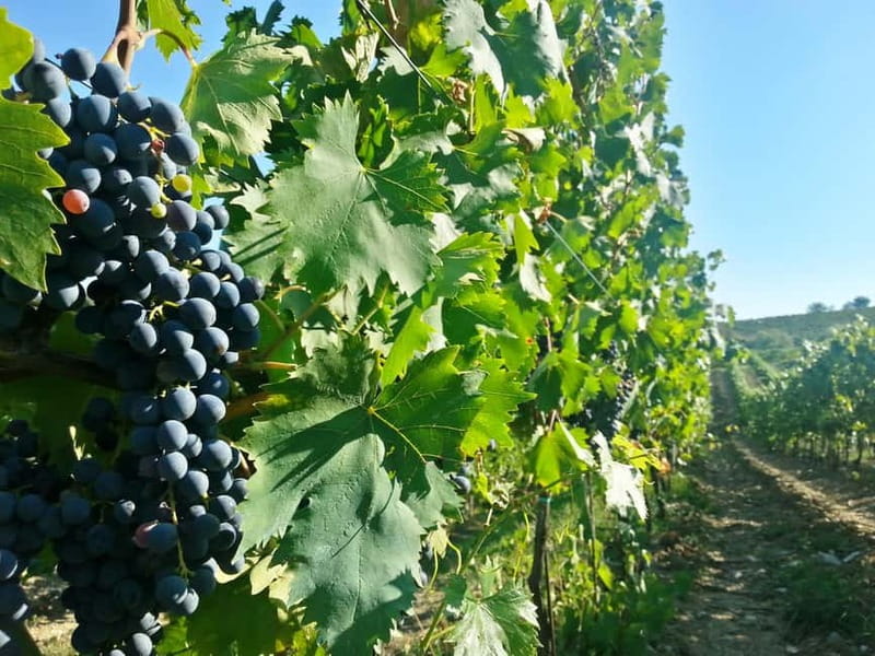 From Florence: Chianti Self-Guided Vespa Tour with Lunch - Montefioralle, a small medieval stop