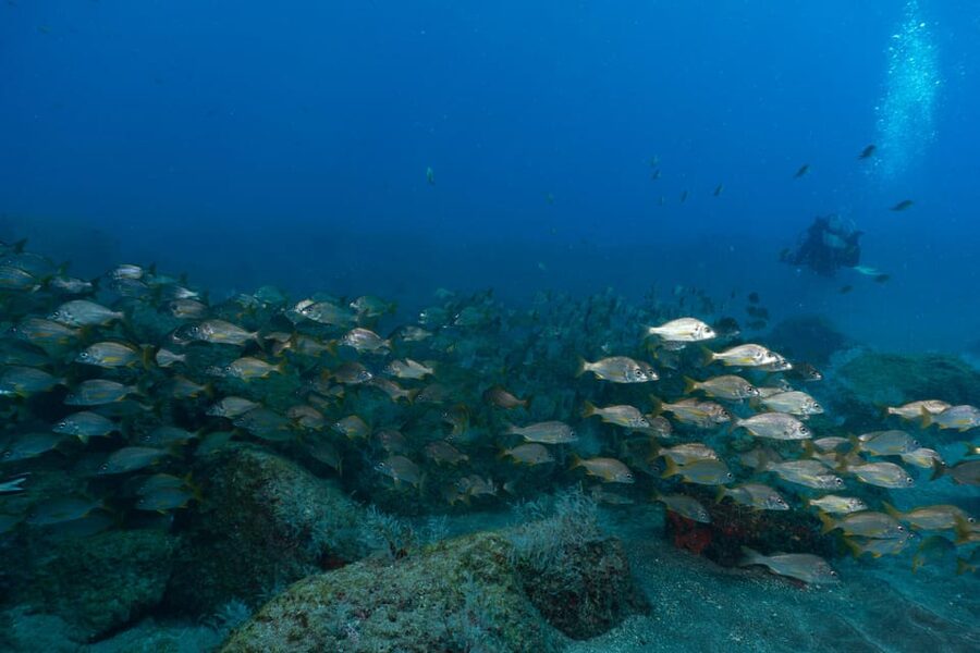 Funchal: DPV- Scooter Dive Adventure - Why a DPV changes a Funchal reef outing
