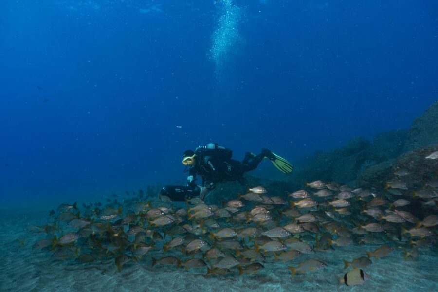 Funchal: DPV- Scooter Dive Adventure - The house reef: maximum water time with almost no transfer