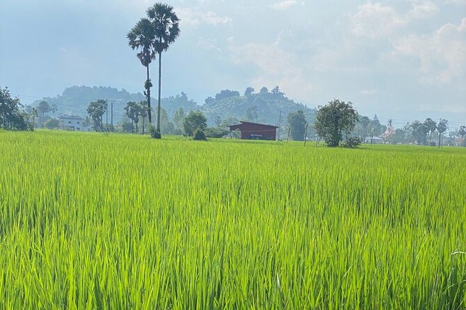 Half-Day Adventure to the Pepper Farm by Scooter - BoTree Farm and the taste of Kampot pepper