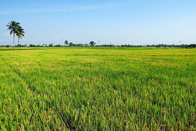 Hanoi Vespa Countryside Tour With Female Ao Dai Riders Half Day - Lunch, egg coffee, and the food side of the ride