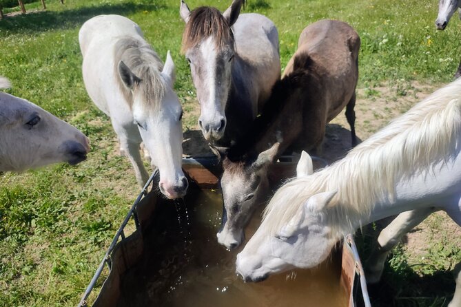 Happy tour camargue an immersion by bike and scooter E - Booking details worth knowing
