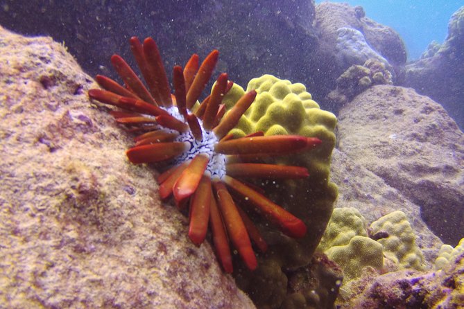 Kauai's Ultimate Scooter Adventure 2 Tank Dive (Advance Certified Divers Only) - Sheraton Caverns and the pleasure of slowing down