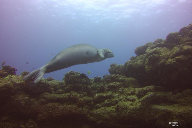 Kauai's Ultimate Scooter Adventure 2 Tank Dive (Advance Certified Divers Only) - What the small group adds