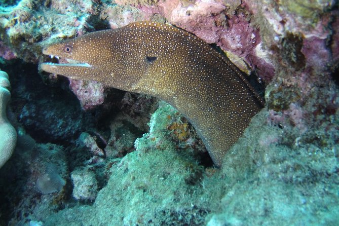 Kauai's Ultimate Scooter Adventure 2 Tank Dive (Advance Certified Divers Only) - Who should book this outing