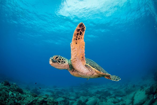 Kauai's Ultimate Scooter Adventure 2 Tank Dive (Advance Certified Divers Only) - A two-tank route over Kauai’s reef