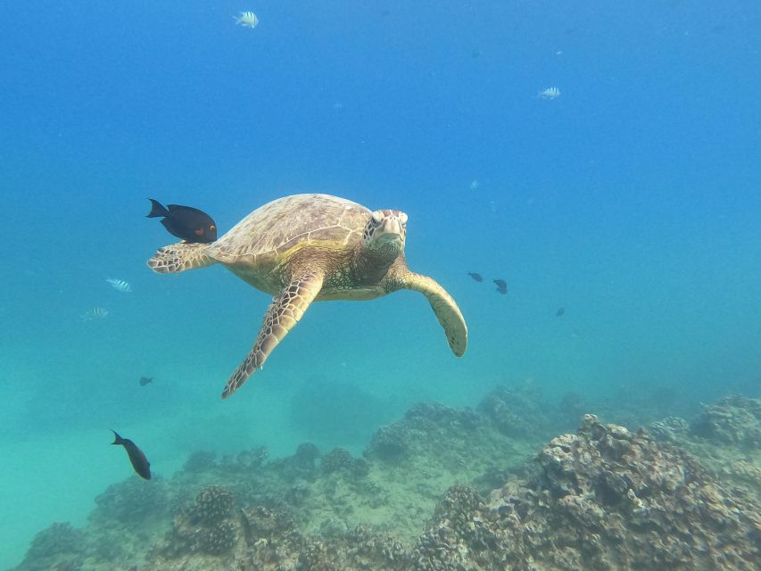 Oahu Snorkeling with Turtles, Water Scooter, Paddleboard - The timing needs a careful look