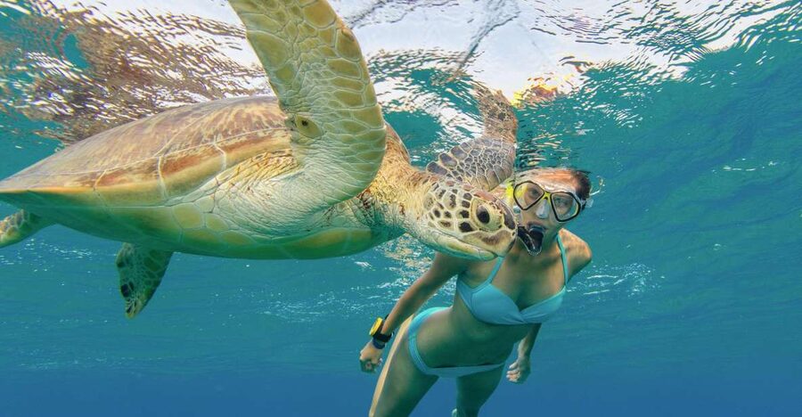 Oahu Snorkeling with Turtles, Water Scooter, Paddleboard - Who will get the most from this outing