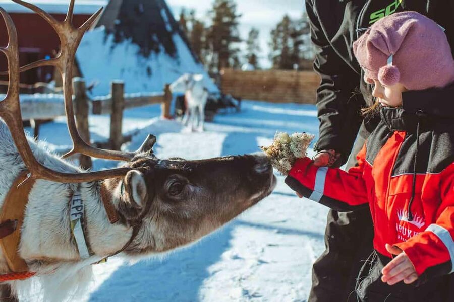 Rovaniemi: Snow Tour with Huskies, Reindeer, & Mini Scooters - What the four hours at Apukka Resort feel like