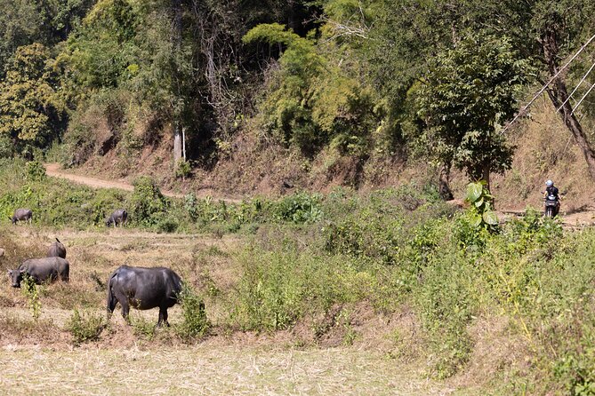 Scooter Adventure with elephants, views and FUN drive yourself - My call: book it if you want to ride, not just sightsee