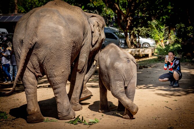 Scooter Adventure with elephants, views and FUN drive yourself - One hour with elephants at Elephant Fun Farm
