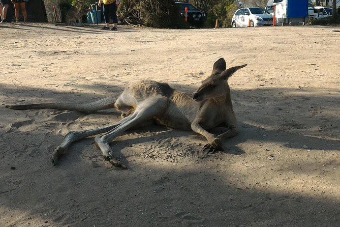 Scooter Wildlife & Sunset Tour - Booking, cancellations and useful planning tips