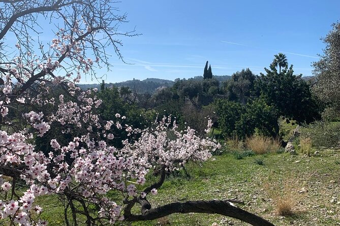 Self Guided E Scooter Brunch Tour in Mallorca Countryside - Who will enjoy this most