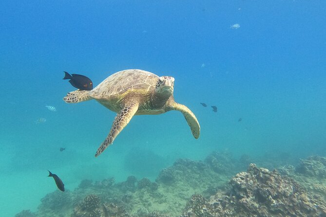 Snorkeling with Turtle/Water Scooter/Paddleboard Adventures Oahu - Key points to know before booking