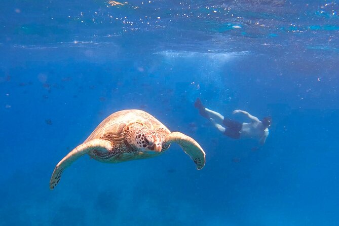 Snorkeling with Turtle/Water Scooter/Paddleboard Adventures Oahu - Waikiki from the water